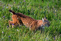 Turkestan Lynx (Lynx lynx isabellinus) Naryn Zapovednik, Naryn River valley, Tian Shan / Celestial Mountains, Kyrgyzstan, Central Asia. July 2013.