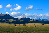 Song-Kul Lake horses and cattle grazing on their summer pasture, Karatal-Japyryk State Nature Reserve, Tian Shan mountains, Kyrgyzstan, Central Asia, July 2013.