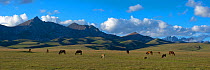 Song-Kul Lake horses and cattle grazing on their summer pasture, Karatal-Japyryk State Nature Reserve, Tian Shan mountains, Kyrgyzstan, Central Asia, July 2013. Stiched panorama out of two exposures.