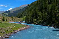 Chong-Kemin River, Chong-Kemin National Park, Kyrgyzstan, Central Asia. July 2013.