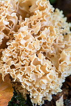 Cauliflower Fungus (Sparassis crispa) close up, Surrey, England, UK, October.