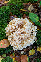 Cauliflower Fungus (Sparassis crispa) on old Pine stump. Surrey, England, UK, October.