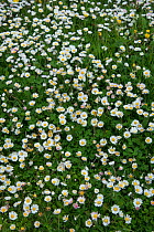 Daisy (Bellis perennis) and Dandelion (Taraxacum officinale) in Hay meadow, Shetland, Scotland, UK, May.
