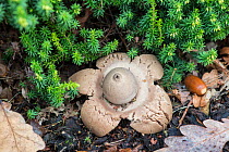Collared Earthstar Fungus (Geastrum triplex) Surrey, England, UK, November.