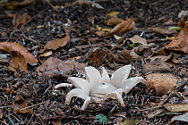 Collared Earthstar Fungus (Geastrum triplex) Surrey, England, UK, November.