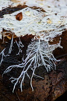 Fungal hyphae (mycelium) on leaf on woodland floor. Surrey, England, UK, November.