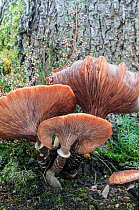 Honey Fungus (Armillaria mellea) Snowdonia, Wales, UK, October.
