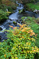 Japanese Knotweed (Fallopia japonica) growing alongside stream in Snowdonia National Park, Wales, UK, October.