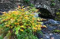 Japanese Knotweed (Fallopia japonica) growing alongside stream in Snowdonia National Park, Wales, UK, October.