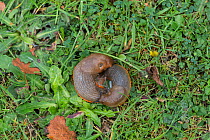Slug (Arion ater agg) orange form, mating pair. Surrey, England, UK, September.
