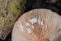 Mild Milkcap Fungus (Lactarius subdulcis) with milk being exuded from damaged gills. Surrey, England, UK, November.