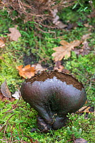 Mosaic Puffball (Lycoperdon utriforme) Surrey, England, UK, December.