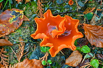 Orange Peel Fungus (Aleuria aurantia) Snowdonia, Wales, UK, October.