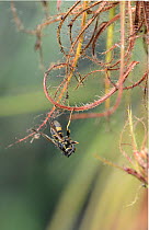 Wasp (Vespula sp.) trapped in the sticky tendrils of a Flycatcher bush (Roridula gorgonias), Kew Botanic Gardens, UK. Occurs in South Africa.