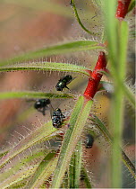 Bluebottles (Calliphora sp.) trapped in the sticky tendrils of a Flycatcher bush (Roridula gorgonias), Kew Botanic Gardens, UK. Occurs in South Africa.
