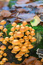 Sheathed Woodtuft fungi (Kuehneromyces mutabilis) Surrey, England, UK, November.