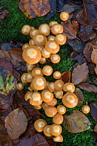 Sheathed Woodtuft fungi (Kuehneromyces mutabilis) Surrey, England, UK, November.