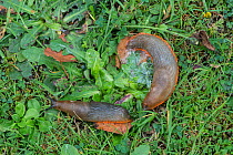 Slug (Arion ater agg) orange form, pair after mating.  Surrey, England, UK, September.