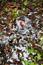 Feathers of Wood pigeon killed by Sparrowhawk (Accipiter nisus) Sussex, England, UK, November.