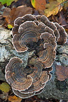 Turkeytail fungus (Trametes versicolor) on Rotting Birch log. Surrey, England, UK, November.