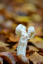 White Saddle Fungus (Helvella crispa) in Beechwood, Surrey, England, UK, November.