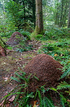 Wood Ant (Formica rufa) nest in coniferous woodland. Snowdonia, Wales, UK, October.