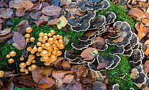 Sheathed Woodtuft (Kuehneromyces mutabilis) and Turkeytail  (Trametes versicolor)  fungi, Surrey, England, UK, November.