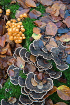 Sheathed Woodtuft (Kuehneromyces mutabilis) and Turkeytail (Trametes versicolor) fungi,  Surrey, England, UK, November.