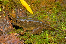 Bullfrog (Rana catesbeiana) young froglet, New York, USA, August.