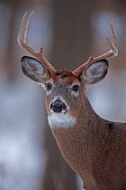 White-tailed deer (Odocoileus virginianus) stag, New York, USA, December.