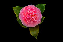 Debutante Camellia (Camellia japonica) flower from garden, Louisiana, USA, December.