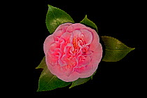Debutante Camellia (Camellia japonica) flower from garden, Louisiana, USA, December.