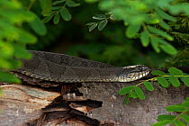 Northern water snake (Nerodia sipedon) gravid female basking. New York, USA, August.
