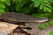 Northern water snake (Nerodia sipedon) gravid female basking. New York, USA, August.