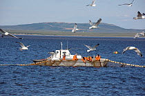 Commercial fishing boat catching salmon in Anadyr Bay, Anadyr, Chukotka, Siberia, Russia. July 2013.