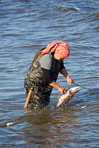 Zhenya Stoyanova, a Chukchi woman, removes a Chum salmon from her fishing net in Anadyr Bay, Anadyr, Chukotka, Siberia, Russia. July 2013.