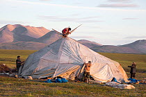 Chukchi reindeer herders putting the cover on to a Yaranga (traditional tent) at a reindeer herder's summer camp. Iultinsky District, Chukotka, Siberia, Russia. July 2013.