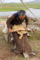 Vera Rakhtuvia, a Chukchi elder, softening a reindeer skin with a tradional scraping tool at a reindeer herders' summer camp on the tundra. Iultinsky District, Chukotka, Siberia, Russia, August 2013.