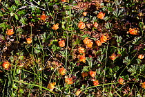 Ripe cloud berries (Rubus chamaemorus) on the tundra. These berries are collected by many of the Arctic's native peoples and are either eaten fresh or preserved with sugar for the winter. Iultinsky Di...