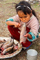 Nadia Takui, a Chukchi girl, grips the fish's tail between her teeth as she removes the scales from a grayling at a reindeer herders' summer camp on the tundra. Iultinsky District, Chukotka, Siberia,...