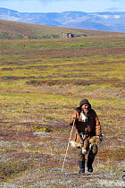 Nikolai Votgyrgin, an elderly Chukchi reindeer herder, walking across the tundra. Iultinsky District, Chukotka, Siberia, Russia, August 2013.
