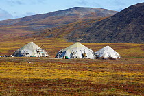 Three Chukchi Yarangas (traditional tent) at a reindeer herder's summer camp. Iultinsky District, Chukotka, Siberia, Russia, August 2013.
