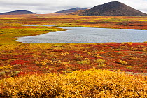 Tundra in autumn colour around a small lake. Iultinsky District, Chukotka, Siberia, Russia, August 2013.
