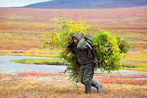 Volodya Votvyrgyn, a Chukchi reindeer herder, carries a large load of willow branches back to camp. The willow will be used in a religious festival. Iultinsky District, Chukotka, Siberia, Russia, Augu...