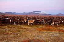 Reindeer are brought to the camp at first light during the Chukchi 'Festival of the Young Reindeer' begins. Iultinsky District, Chukotka, Siberia, Russia, August 2013.