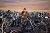 Chukchi reindeer herder, Vanya Votgyrgin, walks amongst the reindeer herd with his lasso during the Chukchi 'Festival of the Young Reindeer.' Iultinsky District, Chukotka, Siberia, Russia, August 2013...