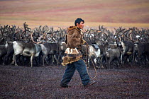 Chukchi reindeer herder, Vanya Votgyrgin, walks amongst the reindeer herd with his lasso during the Chukchi 'Festival of the Young Reindeer.' Iultinsky District, Chukotka, Siberia, Russia, August 2013...