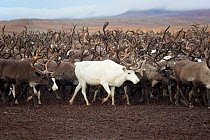The reindeer herd, including a white reindeer,  is brought close to the camp for the Chukchi 'Festival of the Young Reindeer.' Iultinsky District, Chukotka, Siberia, Russia, August 2013.
