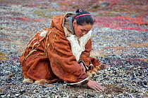 At the end of the Chukchi Festival of Young Reindeer', Rita Votgyrgina, collects small stones to place on burial mound (Melgynvyn) where the powdered bones of sacrificed reindeer are buried, close to...