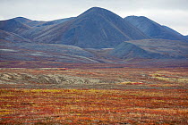 Tundra and moutains of the Chukotski Range in autumn colour. Iultinsky District, Chukotka, Siberia, Russia, August 2013.